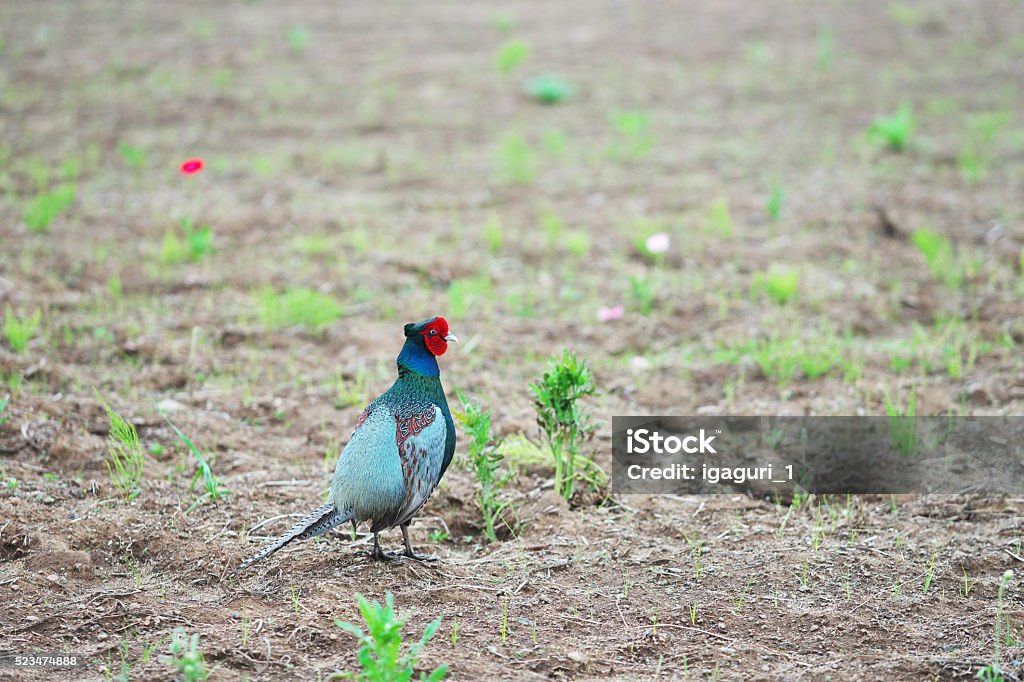 Pheasant Pheasant、 Horizontal Stock Photo