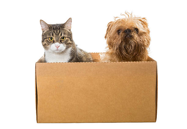 istock Cat and the dog sitting in a cardboard box 523475142