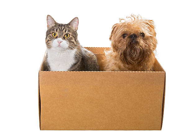istock Cat and the dog sitting in a cardboard box 523475182