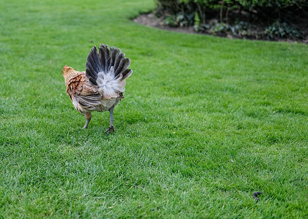 Young hen having just left her clutch of eggs, with her tail feathers opened to keep nearby chickens away from her.