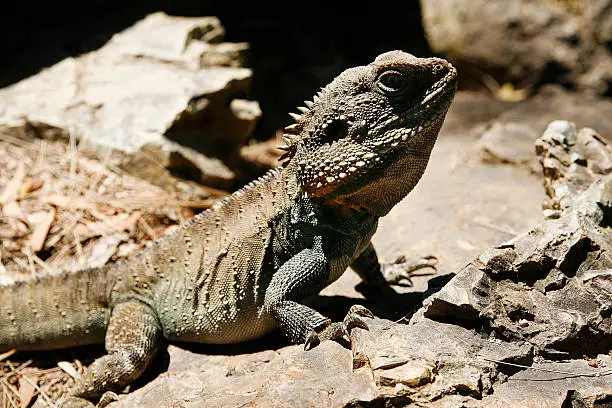 Australian Bearded Dragon Lizard sunning itself on a rock