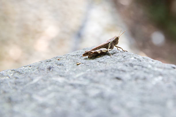 istock locust on stone outdoors 523476090