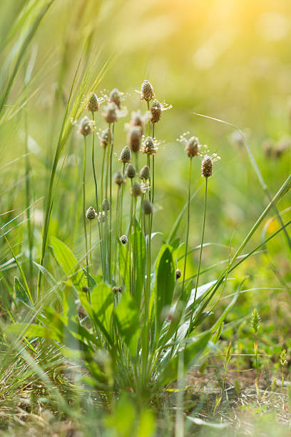 healing herbs - Plantago lanceolata stock photo