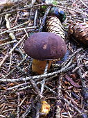 porcini-im-wald.jpg?b=1&s=170x170&k=20&c