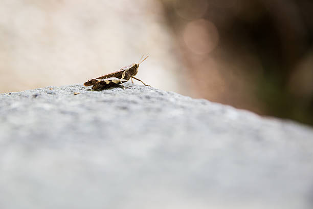 istock locust on stone outdoors 523476566