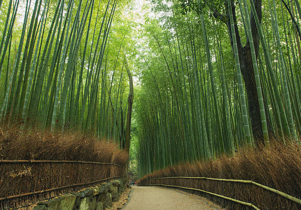 istock Small path leads through the bamboo forest, Kyoto, Japan 523476720