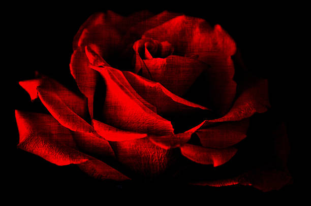 istock red rose black background grunge 523476793