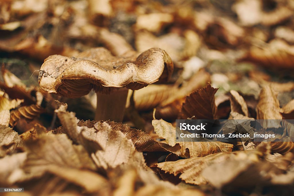 Mushroom in the forest Autumn Stock Photo