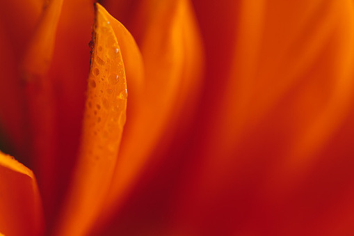 Detail of Orange flower