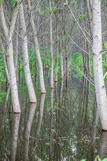 istock green forest in the water 523476901