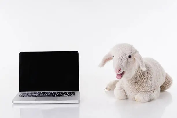 White baby sheep and laptop,studio shot,white background