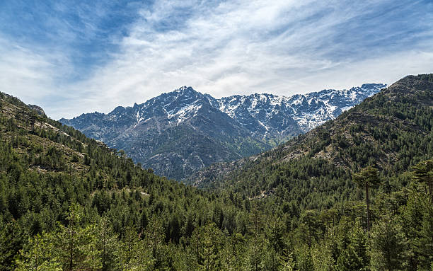 istock Snow capped mountain and pine forest in Corsica 523479714