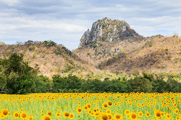 istock sunflowers farm with mountain and cloudy sky background 523479964