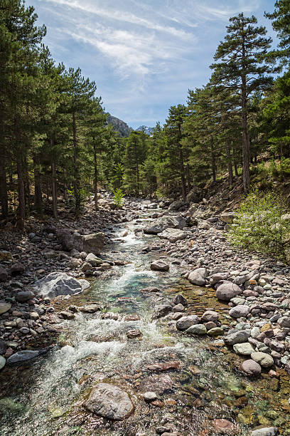 istock Asco river in Corsica with pine trees and mountain 523481168