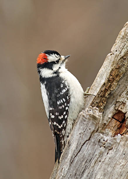 istock Male Downy Woodpeckerr 523481244