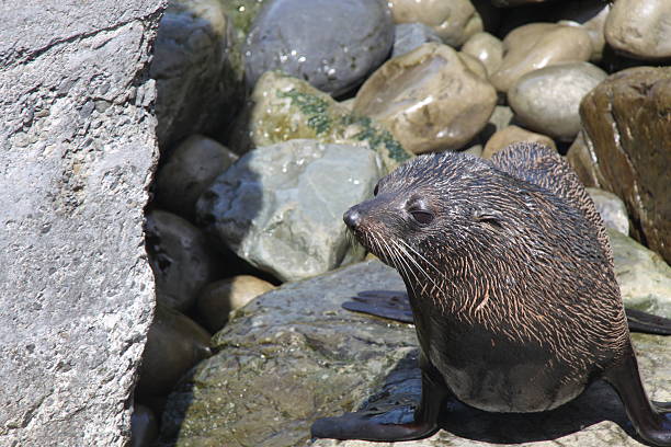 istock Fur seal on rocks looking to the left 523481362