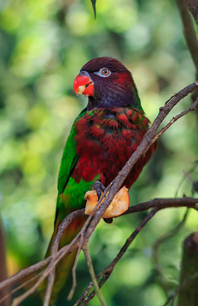 istock Closeup of A single parrot (Trichoglossus haematodus, lorius chlorocercus) 523482132