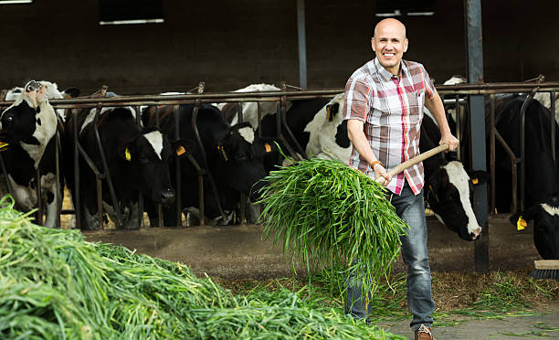 istock Farmer feeding cows with grass in farm 523482328