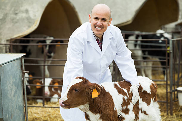 istock Employee nursing cattle in cowhouse 523482486