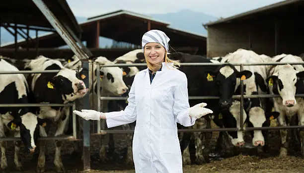 Portrait of female vet working with cows in farm outdoors