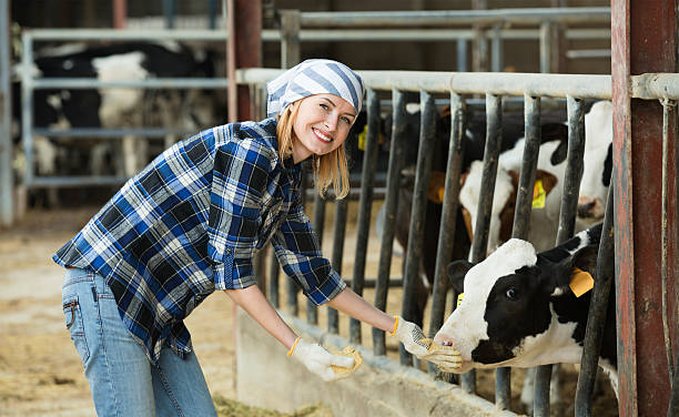 istock Portrait of smiling veterinary technician feeding cows 523482946