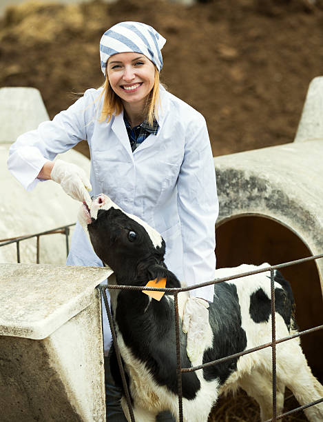 istock Female employee posing with young cattle 523483014