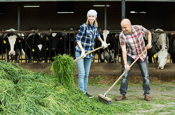 istock Employees working in livestock barn 523483386