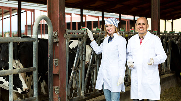 istock Farm employees standing near milking herd 523483634