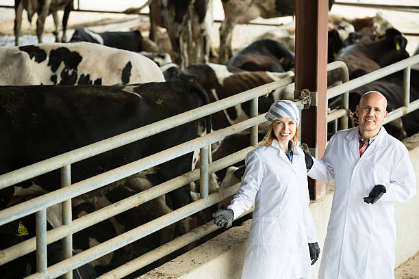 istock Two veterinarians caring cows in farm 523483770