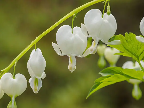 Spring flowers series, white bleeding Heart flower, Dicentra spectabilis