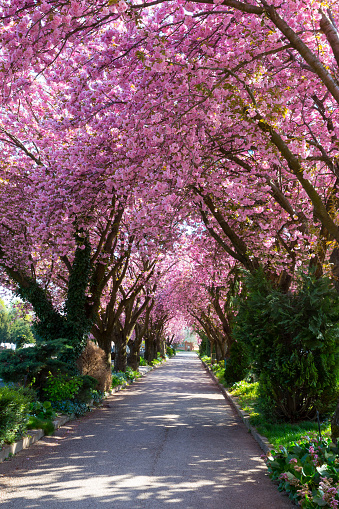 Cherry Blossom Trees along Road. Sakura.