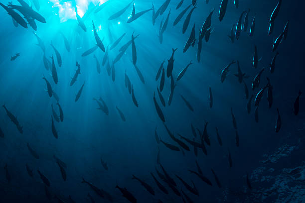 istock Sunbeam and Fish - Palau, Micronesia 523485202