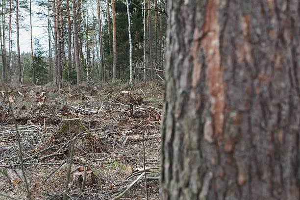 istock deforestation, lifeless part of the forest ecology 523485298