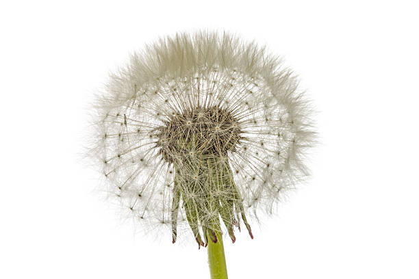istock Old  dandelion isolated on white background 523485646