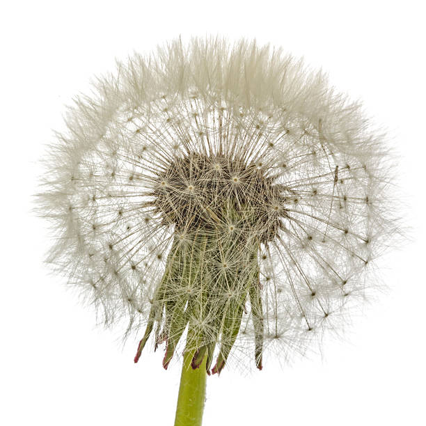 istock Old  dandelion isolated on white background 523485722