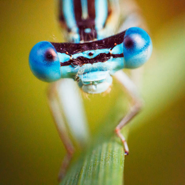 istock Female Common blue damselfly [Enallagma cyathigerum] 523487302