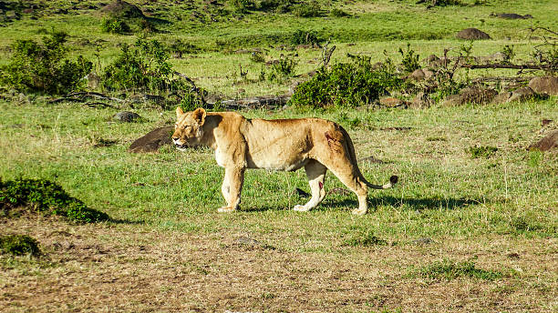 istock lion in Masai Mara National Park. 523488184