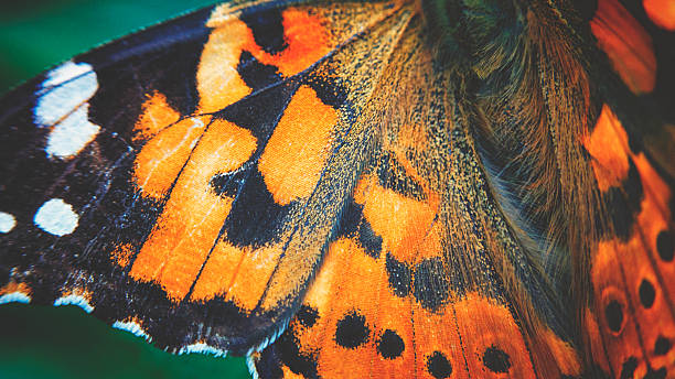 Wings of a peacock butterfly stock photo