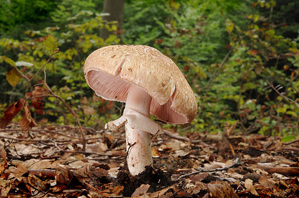 아가 리쿠스 엑기스 silvaticus 머시룸 - 숲주름버섯 뉴스 사진 이미지