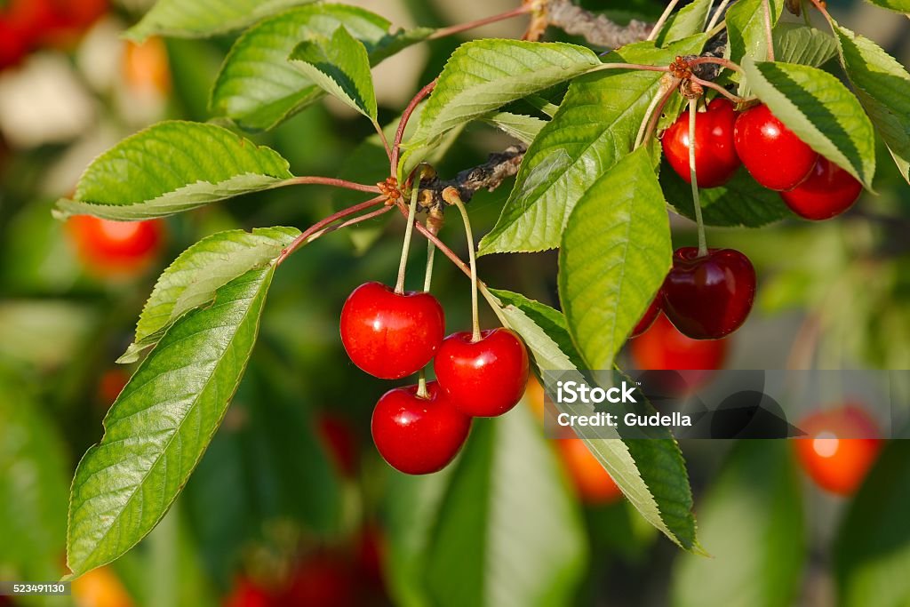 Cherry fruit closeup Fresh fruits on the cherry tree Cherry Stock Photo