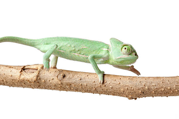 istock Greenish chameleon walking on a branch isolated on white background 523493536