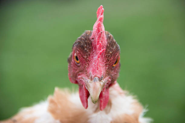 istock Angry Bird Naked Neck Chicken 523493624