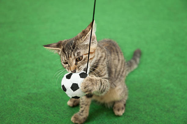 istock cat holding soccer ball 523494692