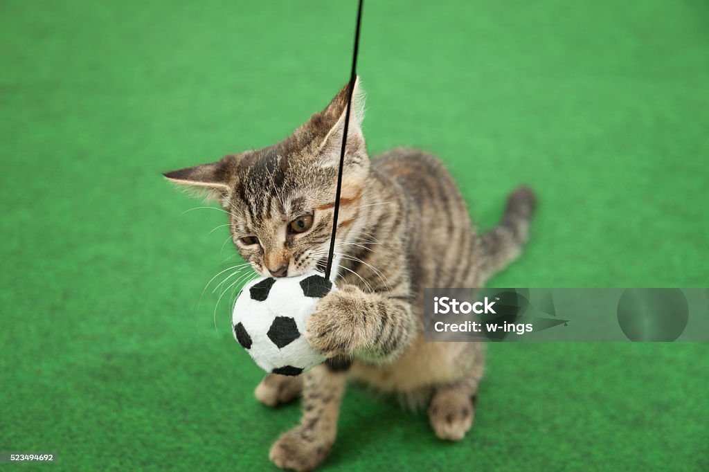 cat holding soccer ball tabby kitten standing on artifical grass, holding soccer ball on cord  in paws and mouth, copy space, Domestic Cat Stock Photo