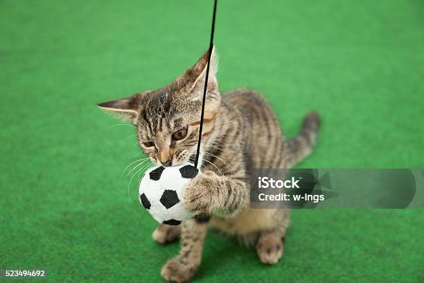 Cat Holding Soccer Ball Stock Photo - Download Image Now - Domestic Cat, Gripping, Animal