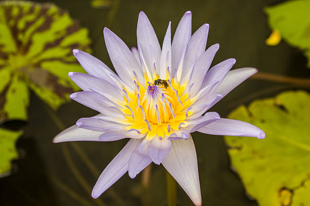 istock One bee perched on a lotus flower 523496506