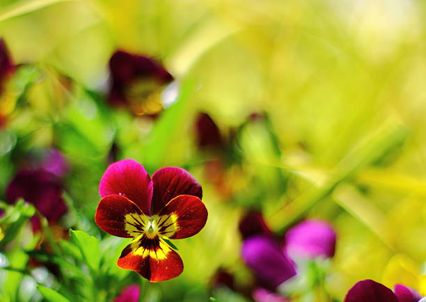 In a garden with variety of colorful pansies, a red isolated pansy is focus.