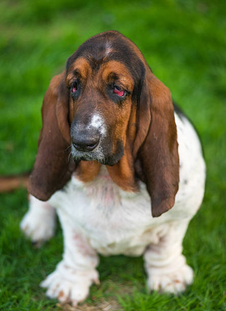 istock One year old Basset hound (Canis lupus familiaris). 523497888