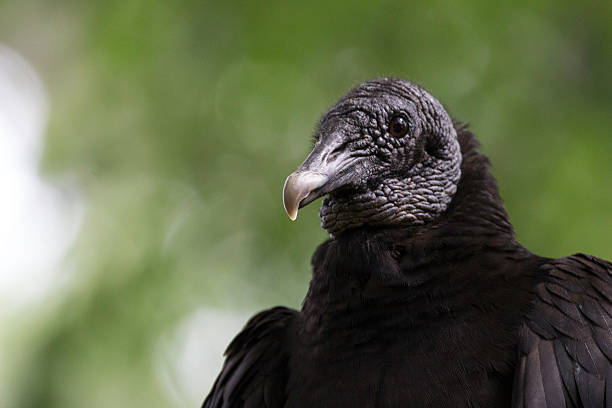 istock Black Vulture Portrait 523498160