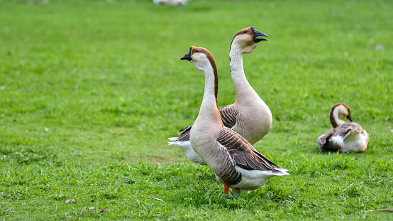 Domestic Chinese goose on hobby farm in Ontario, Canada.